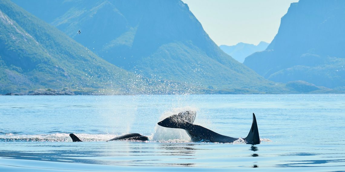Experience the Majesty of Whale Watch Margaret River in Western Australia