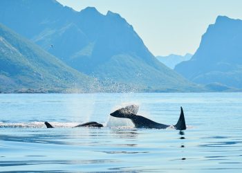 Experience the Majesty of Whale Watch Margaret River in Western Australia