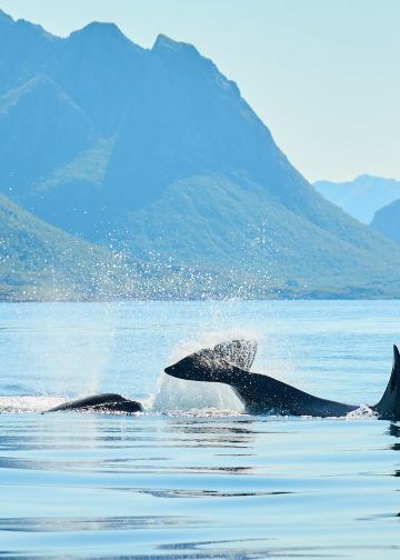 Experience the Majesty of Whale Watch Margaret River in Western Australia
